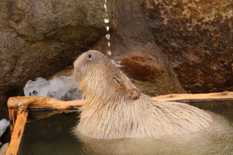 capybara onsen capybara onsen